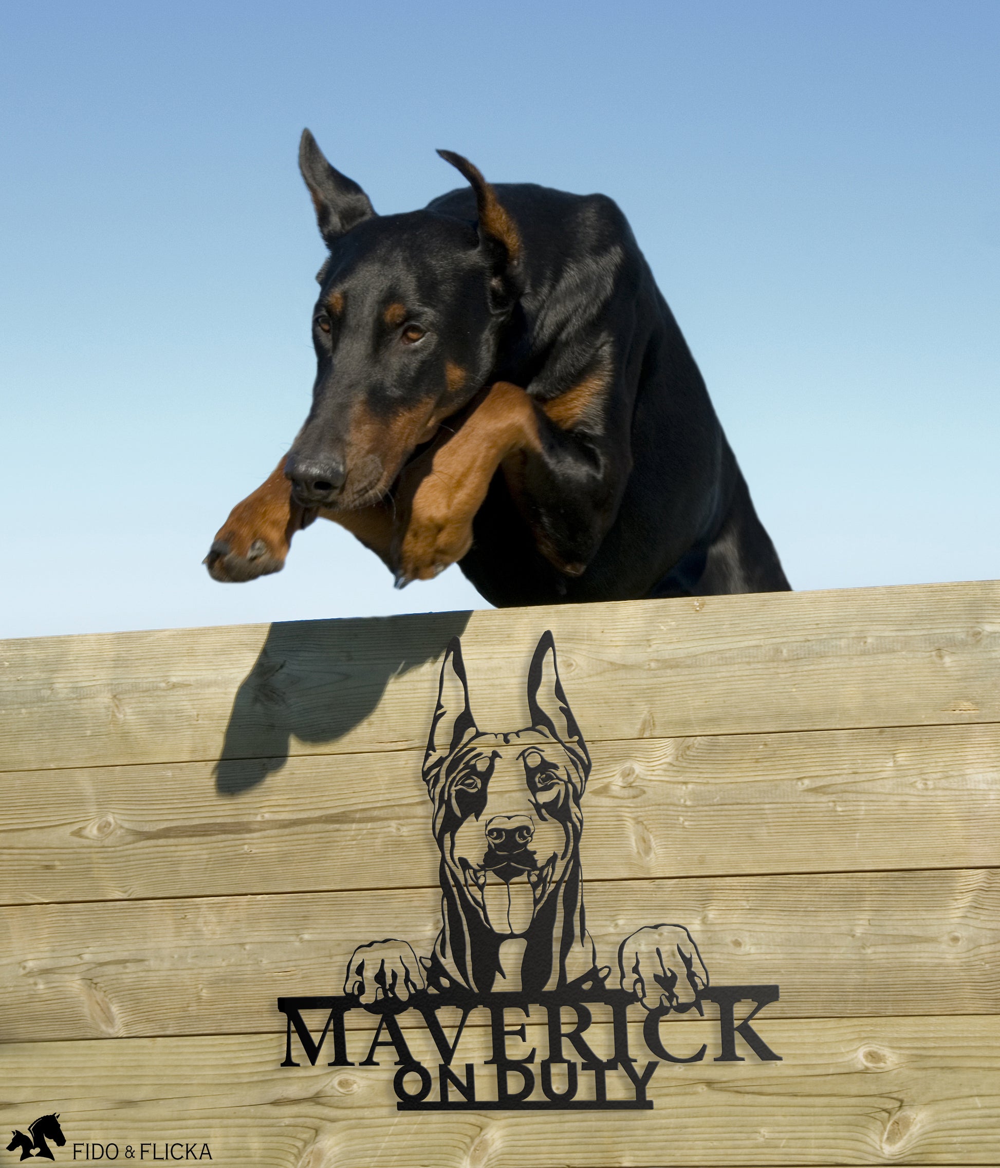 Maverick the doberman on duty with doberman jumping fence